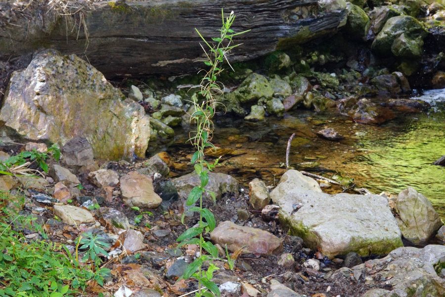 Epilobium da identificare